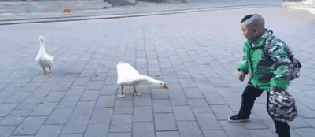 fUBeEVhOC_XdHjF1ABnCOqE3gdo039.gif