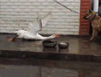 fUBeEVhOC7PdSDU2AB0-xwwYGxo001.gif