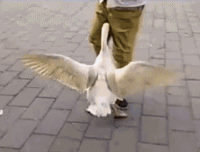 fUBeEVhODAiPoCA6ABrdub-dz7E957.gif