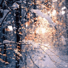 1.gif