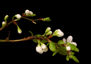 image.gif