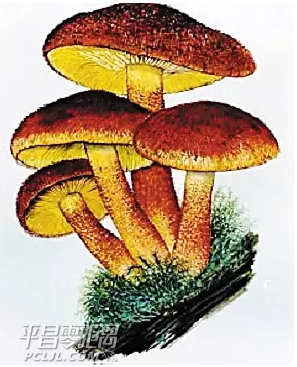 5.png