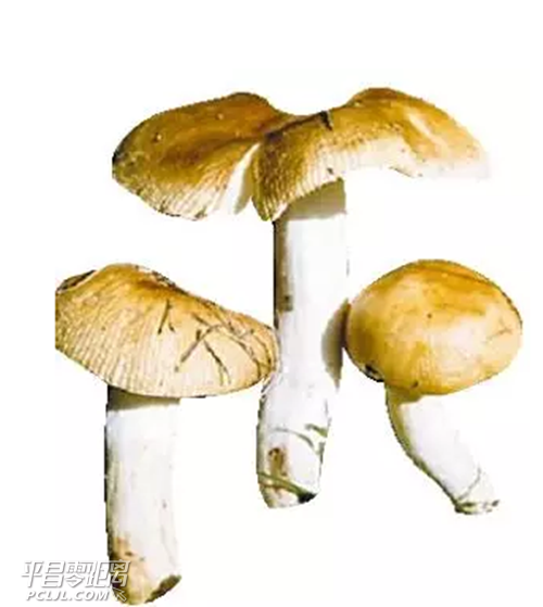 19.png