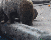 67dd74e0gw1fbpf1syx33g205003ytn8.gif