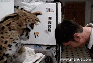 15908_1bc714690882736b2707a78e76f9d.gif