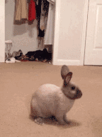 ΢ͼƬ_20170915104247.gif