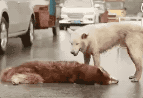 ΢ͼƬ_20170918112109.gif