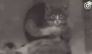 ΢ͼƬ_20170918112250.gif