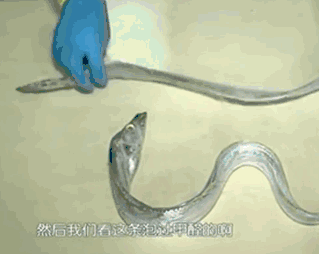 ΢ͼƬ_20170926171708.gif