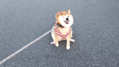 ΢ͼƬ_20171003091145.gif