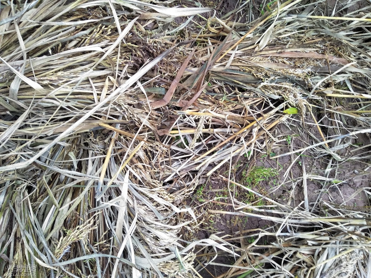 IMG20171009175221.jpg
