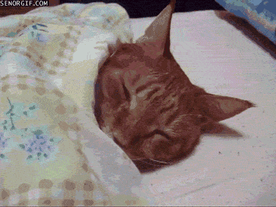 0 (5).gif