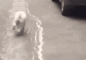 0 (1).gif