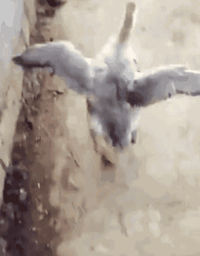0.gif
