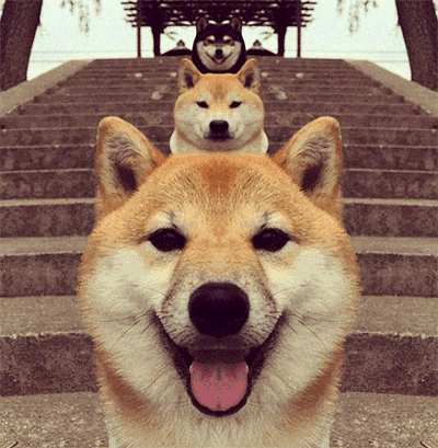 0 (1).gif