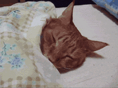 640.gif