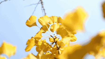 ΢ͼƬ_20171210154233.gif