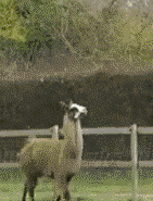 0.gif