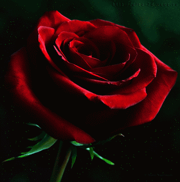1455455c0e3e4478bb2100db4be2bf7a.gif