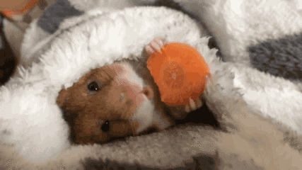 ΢ͼƬ_20171218143326.gif