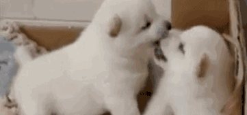 3.gif