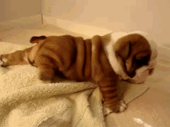 4.gif