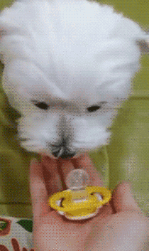 5.gif