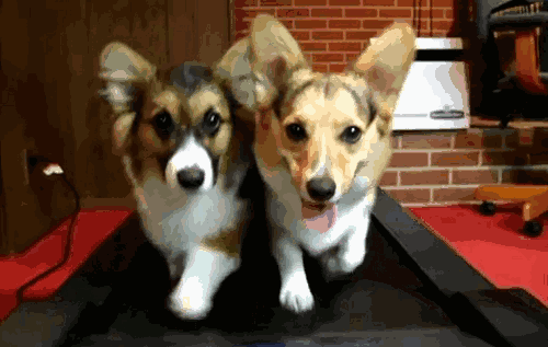 6.gif