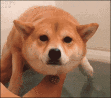 7.gif