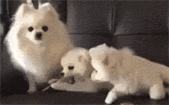 9.gif