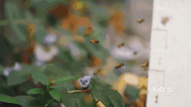΢ͼƬ_20181029153422.gif