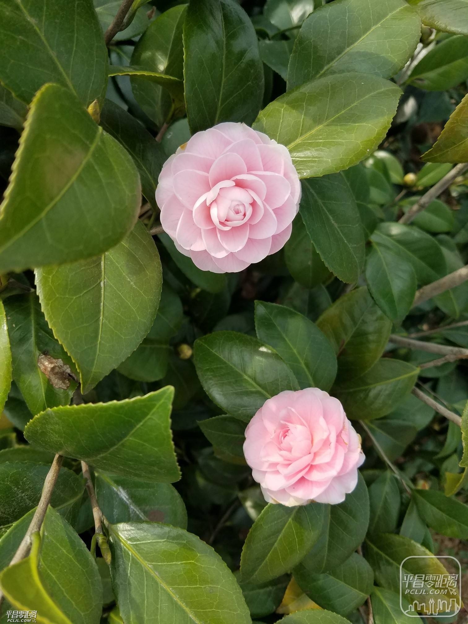 20