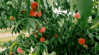 172834bma4nzwbabnn5u4q.gif