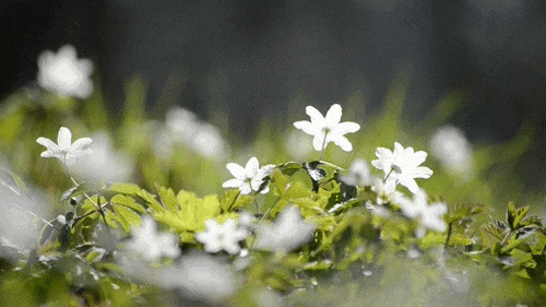 ΢ͼƬ_20190628112951.gif