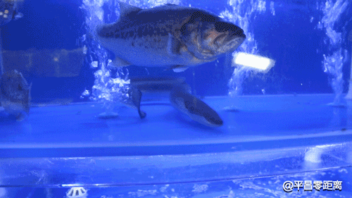 65464.gif