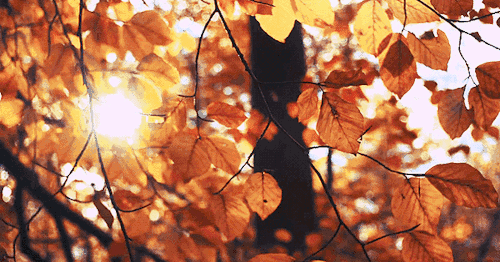63544.gif