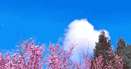 8bed6cc16d653b8871b564a0f2198b25_1.gif