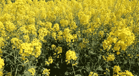 MVI_8060.gif