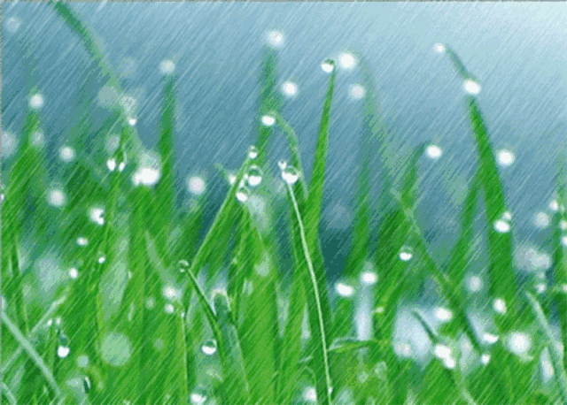 img.zdwx.gif